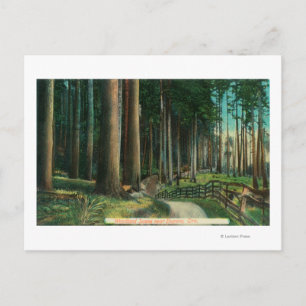 Carte Postale Scène de bois Eugène, OR