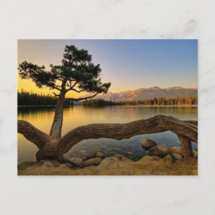 Carte Postale Scène de la nature