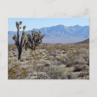 Carte Postale Scène du désert de Mojave 03