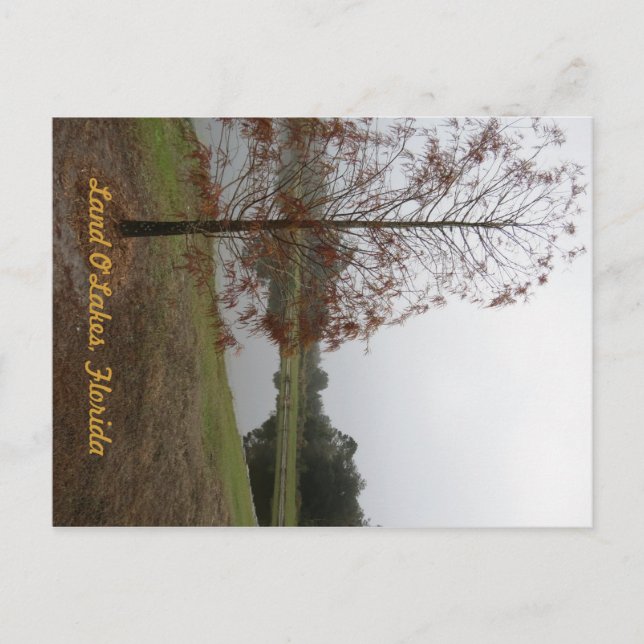 Carte Postale Scène du lac O"Lakes (Devant)