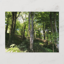 Carte Postale Scène ensoleillée de bois. Clairière forestière