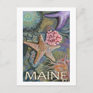 Carte Postale Scène MaineTidepool