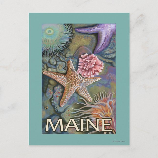 Carte Postale Scène MaineTidepool (Devant)