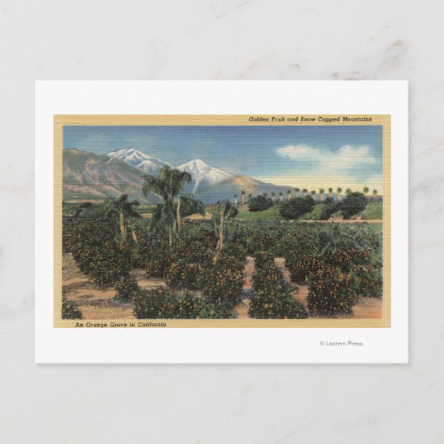 Carte Postale Scène Orange Grove avec Mts couverts de neige (Devant)