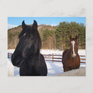 CARTE POSTALE SCÈNES CHEVAUX