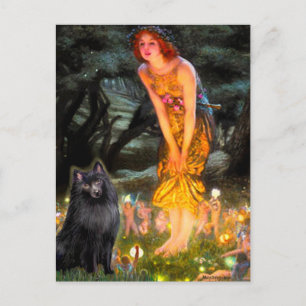 Carte Postale Schipperke 2 - MidEve