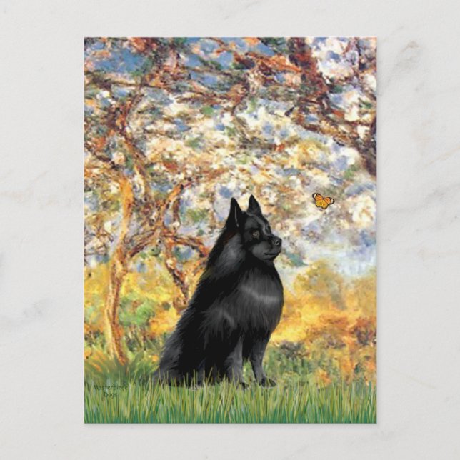 Carte Postale Schipperke 6 - Printemps (Devant)