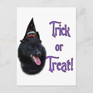 Carte Postale Schipperke Trick