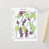 Schisandra Herb Materia Medica Cards Herbal Study