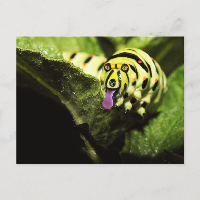 Carte Postale Schlobber (Devant)