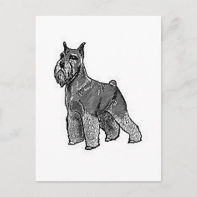 Carte Postale Schnauzer (Devant)