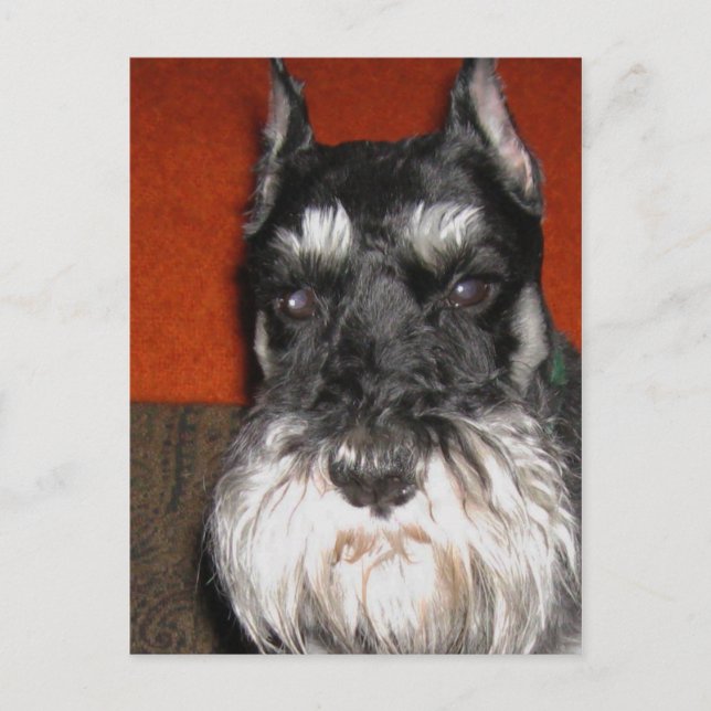 Carte postale Schnauzer (Devant)