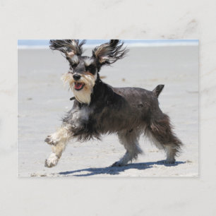 Carte Postale Schnauzer - le JR est un garçon heureux !