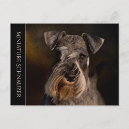 Carte postale Schnauzer miniature