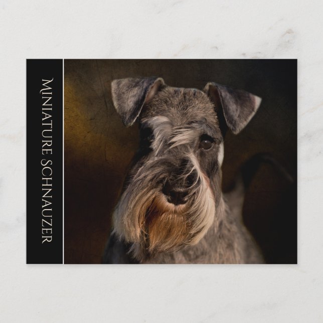 Carte postale Schnauzer miniature (Devant)