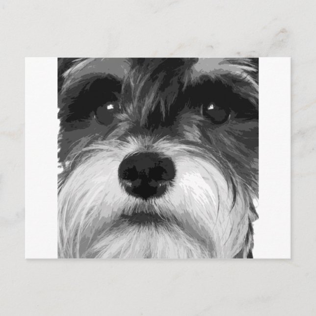 Carte Postale Schnauzer miniature noir et blanc (Devant)