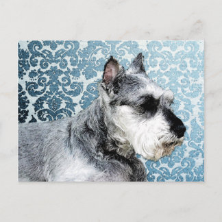 Carte Postale Schnauzer miniature peint