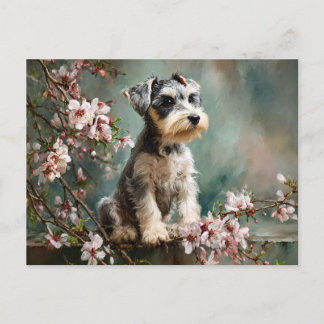 Carte Postale Schnauzer Puppy Among Spring Cherry Blossoms