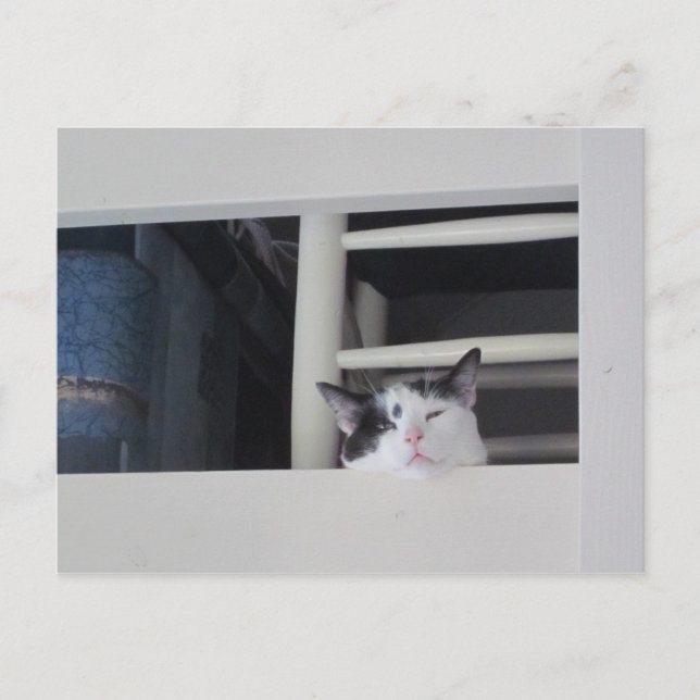 Carte Postale Schöne Aussicht (Devant)