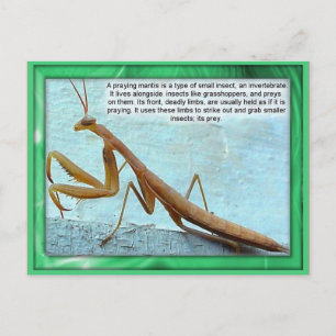 Carte Postale Science, Insectes, Mantis de prière