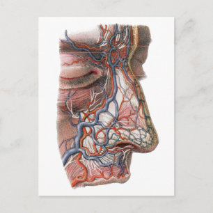 Carte Postale Science vintage Anatomie humaine, Visage avec nez