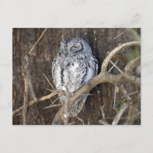 Carte Postale Scops-Owl, Parc national de Kruger, Sud