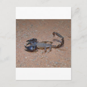 Carte Postale Scorpion