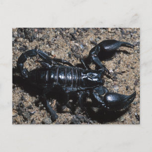 Carte Postale Scorpion