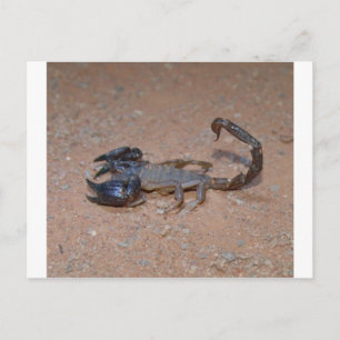 Carte Postale Scorpion