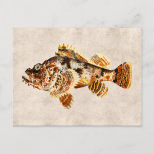 Carte Postale Scorpion vintage poisson dessin Hawaii antique