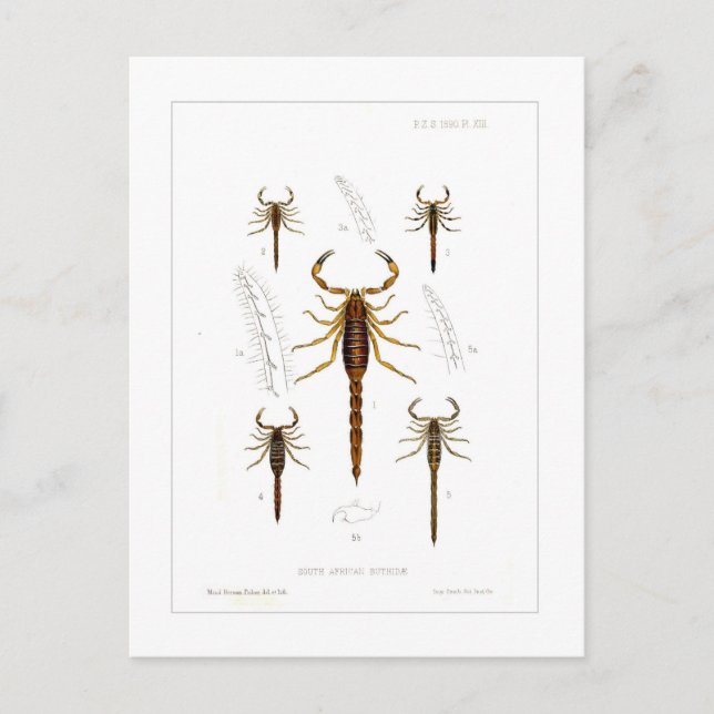 Carte Postale Scorpions (Devant)