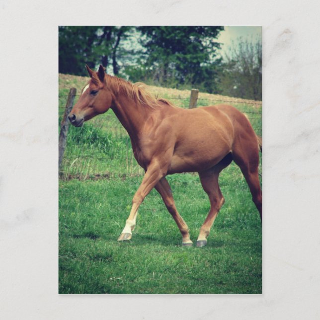 Carte Postale Scotch (Devant)