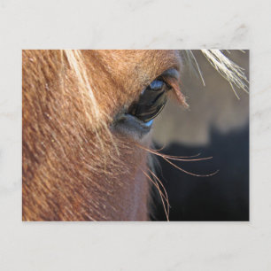 Carte Postale Scotchextrémiscloseuse