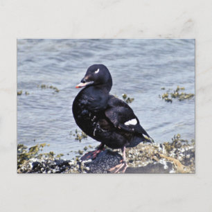 Carte Postale Scoter à ailes blanches, île Adak
