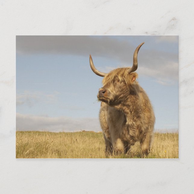 Carte postale Scotland Cow (Devant)