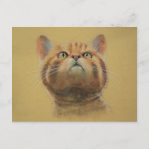 Carte Postale Scottish Wildcat