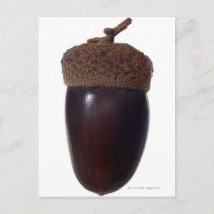 Carte Postale Scrub Oak Acorn (Quercus berberberidifolia) fermer