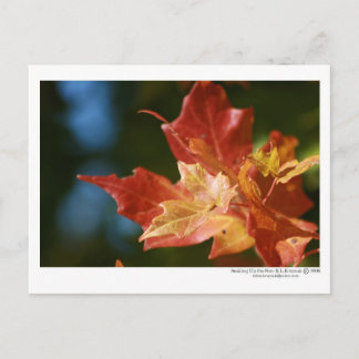 Carte Postale Se prélasser du soleil