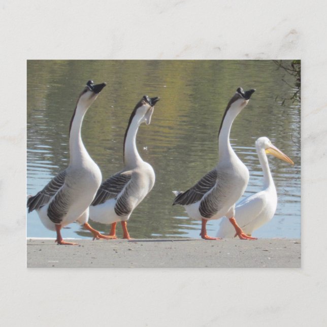 Carte postale - Se promener à Lakeside (Devant)