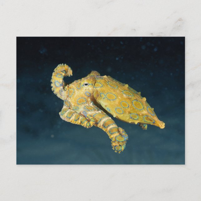 Carte Postale Sea Life - Octopus (Devant)