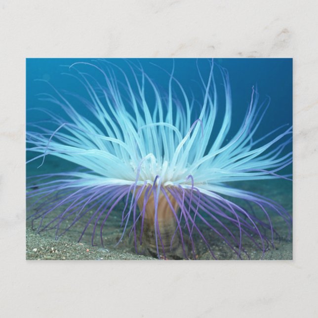 Carte postale Sea Life Sea Anemone (Devant)