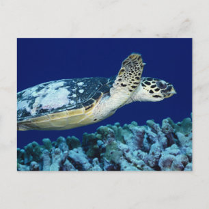 Carte Postale Sea Life - Tortue de mer