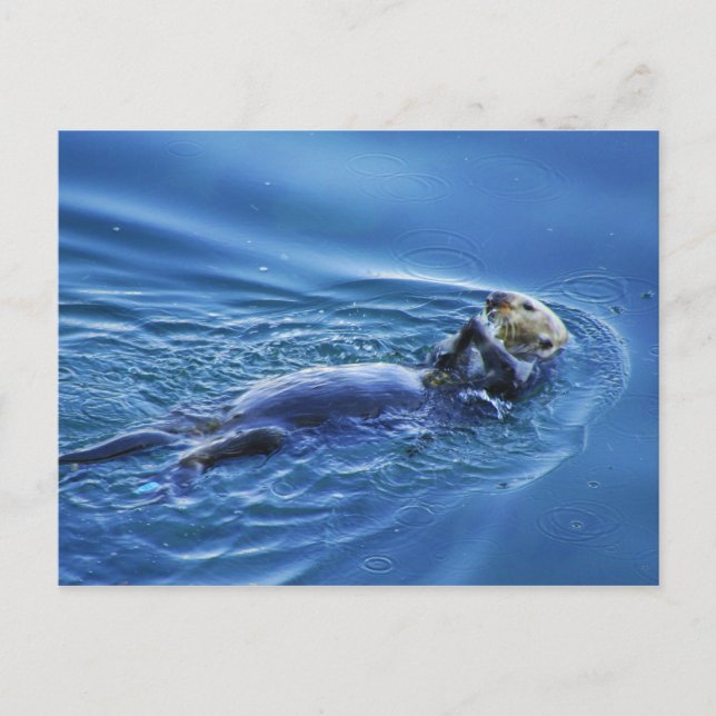 Carte postale Sea Otter (Devant)