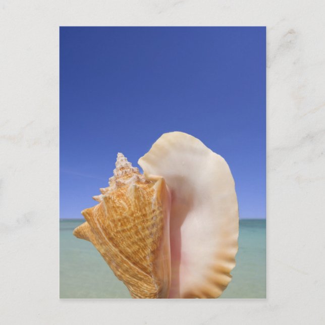 Carte Postale Sea shell Close (Devant)
