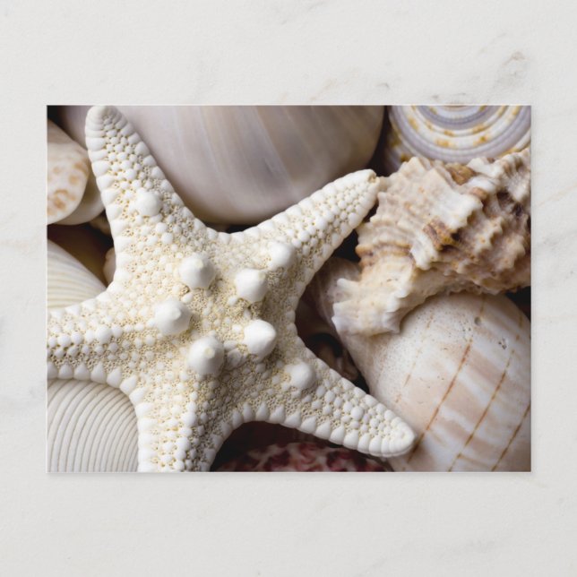Carte Postale Sea Shell Starfish Arrière - plan - Beach Shells (Devant)