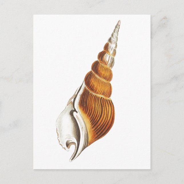 CARTE POSTALE "SEA SPINDLE" SEASHELLS VIE MARINE (Devant)