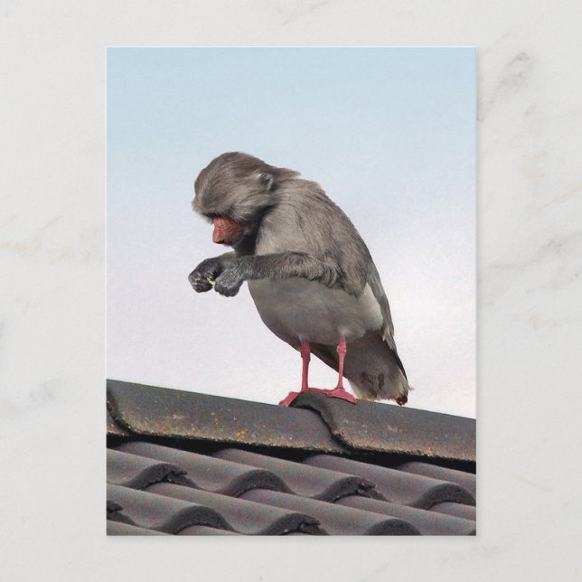 Carte Postale Seaboon (Devant)