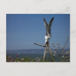 Carte postale Seagull