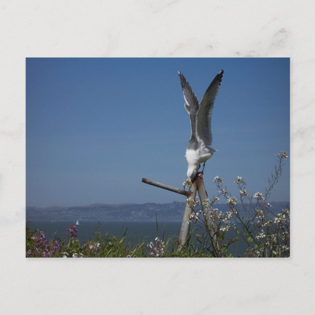 Carte postale Seagull (Devant)