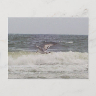 Carte postale Seagull